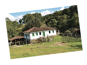 Caçarão centenário na zona rual de Gonçalves - MG